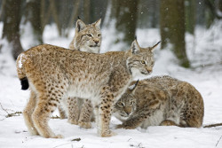 lynx.jpg